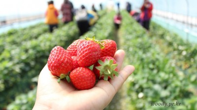 봄 딸기 맛보러 떠난 농촌체험여행, 홍성 용봉산 캠핑장 체험마을 딸기따기 체험