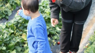 용봉산캠핑장 딸기마당 딸기체험
